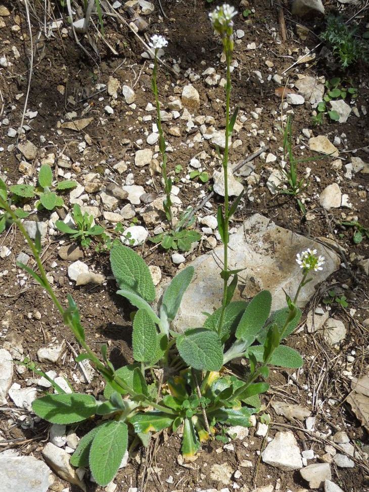 Fiore bianco 3 - Arabis sp.